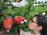 Loving Kiss from a Parrot