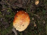 Santa Fe's Colorful Amanita Mushroom