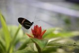 Harmony in Contrast: A Monochrome Visitor