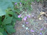 Purple Acanthaceae Flower Amongst the Woods