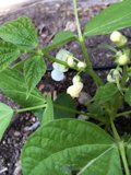 White Flowered Plant in Altadena