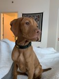 Furry Friend on the Bed