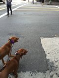 Two Canine Companions on the Tarmac