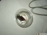 Curious Critter on a String