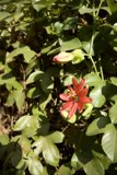 Fiery Blossom Amidst Verdant Foliage.