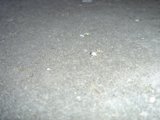 Tiny Insect on the Rocky Road