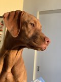 Brown Canine Beauty