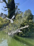 Flight of a Water Bird