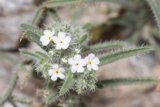 Tiny Daisy on a Rocky Terrain