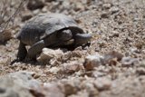 Slow and Steady in the Desert