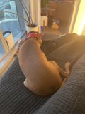 Cozy Canine on the Couch