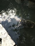 A Turtle's Oasis
