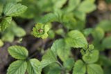 The Blooming Mint: A Visitor's Glimpse from San Francisco
