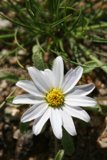Delicate Daisy