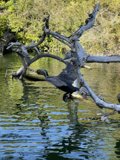 Flight Over Stow Lake