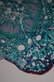 Microscopic Beauty of a Plant Cell