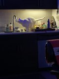 Counter Cat