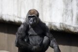 Gentle Giant of SF Zoo