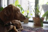Serene Vizsla with Potted Plants