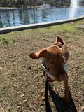 Leashed Vizsla by the Lake