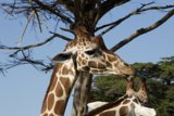 Spectacular Giants of the SF Zoo