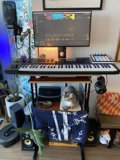 Feline DJ
