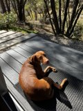 Puppy on a Deck