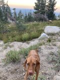 Rocky Hill Vizsla