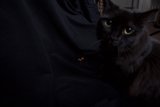 The Purrfect Halloween Companion