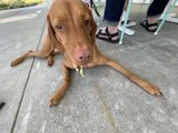 Tongue-Twisted Vizsla