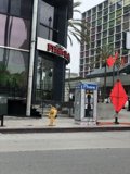 Yellow Dog on City Sidewalk
