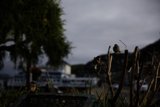 Serene Afternoon Gathering