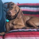 Comfy Pup on the Couch