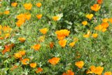 Orange Bloom in the Green Wilderness