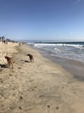 Beachside Buddies