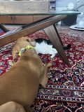 Furry Friends Relaxing on a Rustic Rug