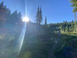 Sunlit Walk Through the Evergreens
