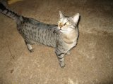 The Majestic Abyssinian Cat