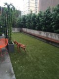 Relaxing in the Backyard