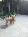 Backyard Playtime