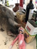 Curious Cat at Disneyland