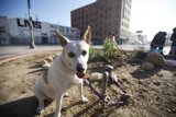 The Urban Canine