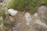 The Rattlesnake Among the Rocks