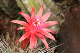 Crimson Blossom Amongst Spiny Arms