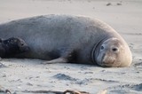 Northern Elephant Seal Resting on Sandy Beach