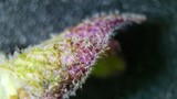 Extreme Macro: Fuzzy Plant Stem with Purple Pigmentation
