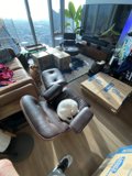 Feline Company in the Living Room