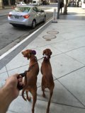Two Dogs on a Leash Strolling Down a Sidewalk in LA