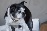 Chairman of the Bark