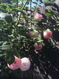 Pink Roses on the Fence
